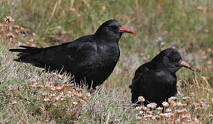 Red-billed Chough