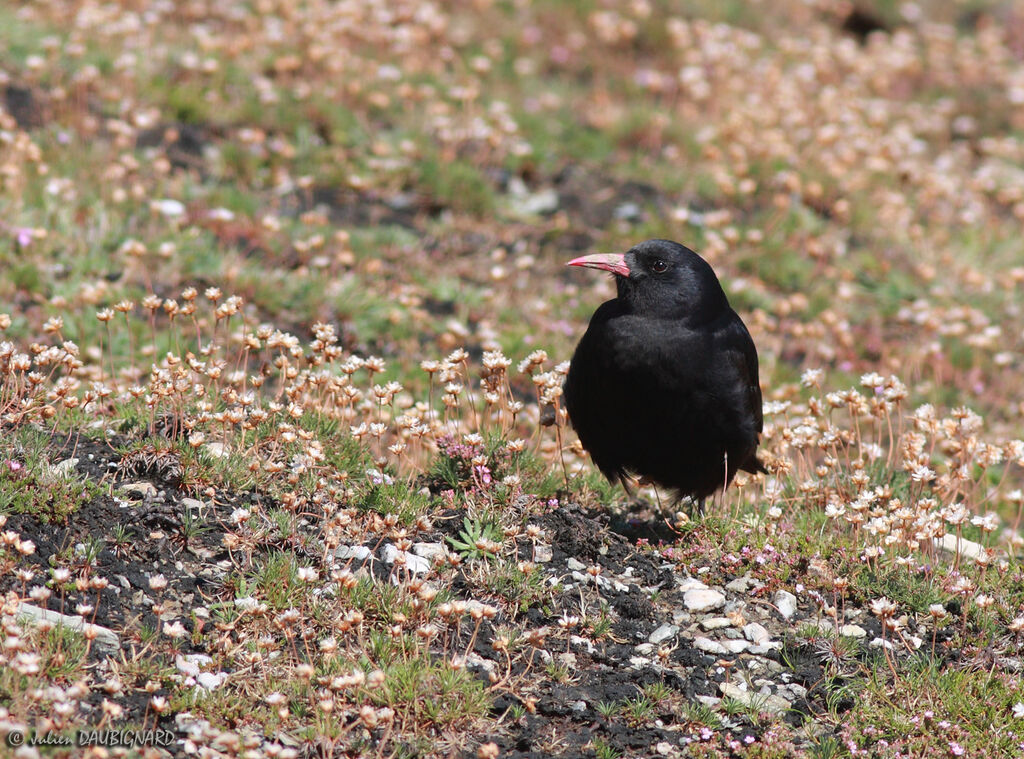 Crave à bec rougeadulte, identification