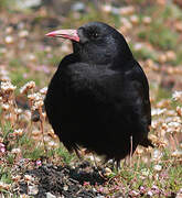 Red-billed Chough