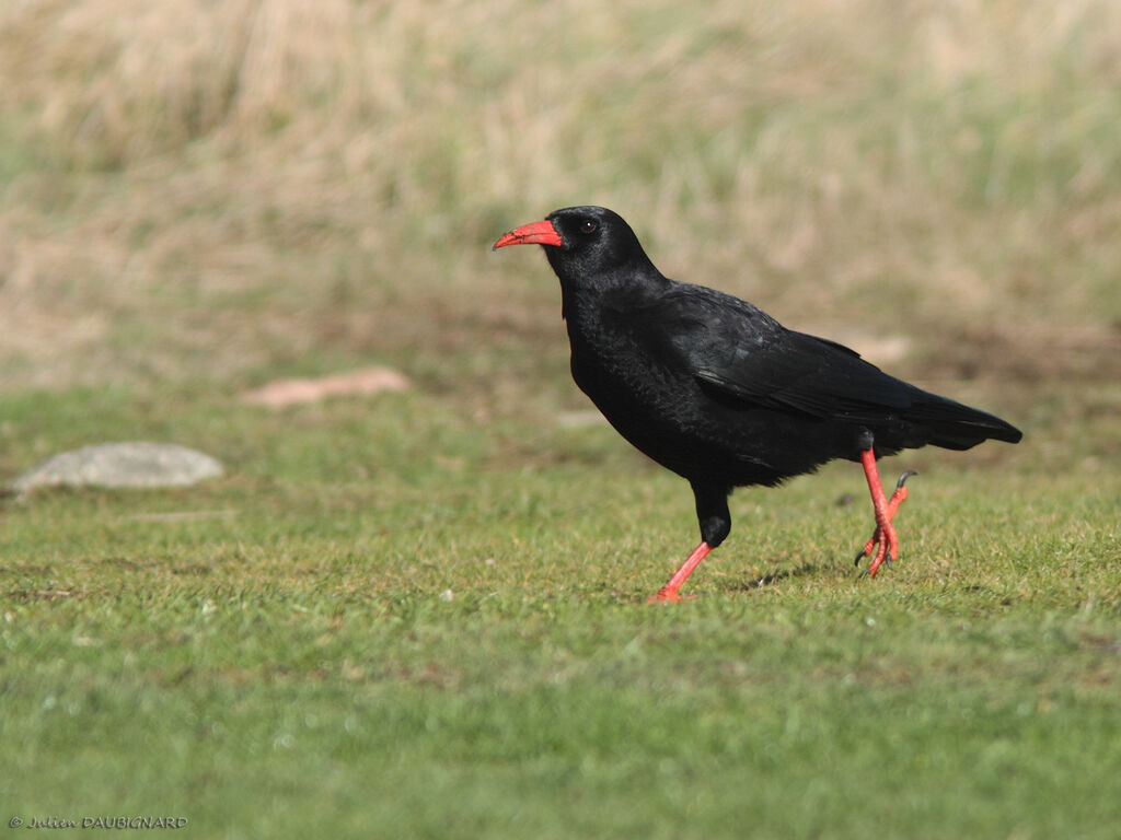 Crave à bec rouge, identification