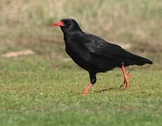 Red-billed Chough