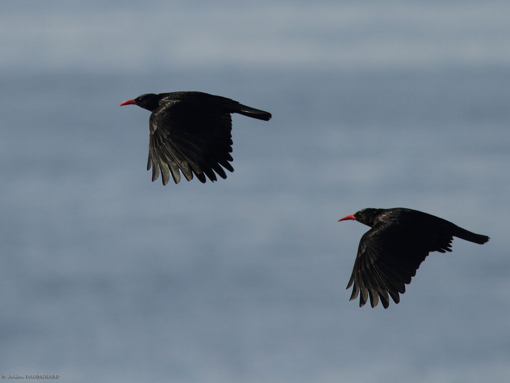 Red-billed Chough, Flight