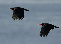 Red-billed Chough