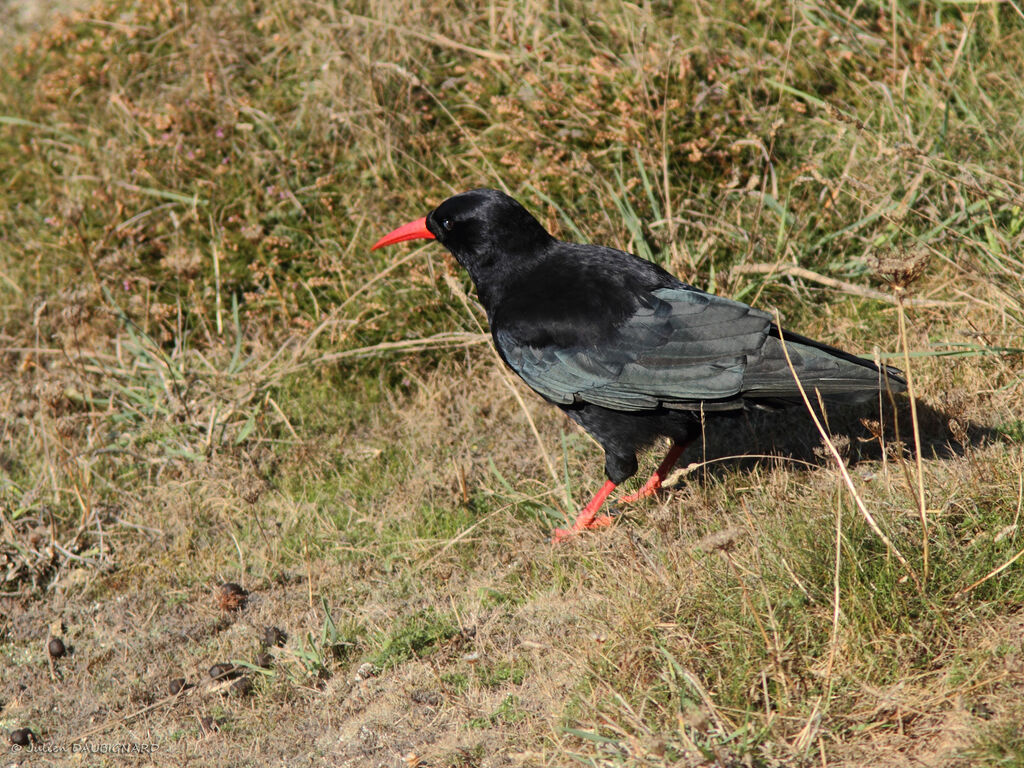 Red-billed Chough, identification