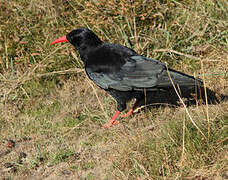 Red-billed Chough