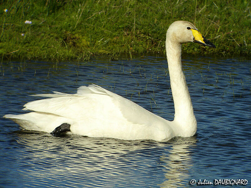 Whooper Swan