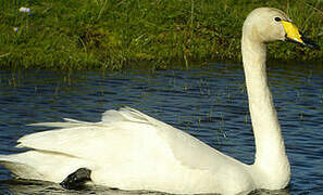 Cygne chanteur