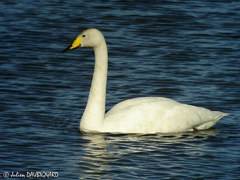 Whooper Swan