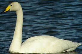 Whooper Swan