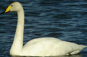 Cygne chanteur