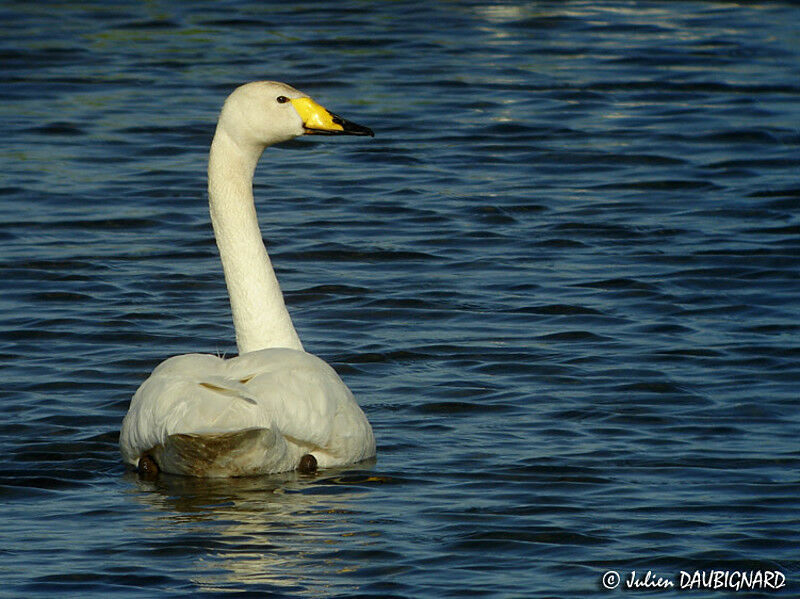 Cygne chanteur