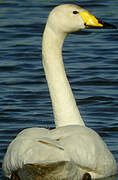 Whooper Swan