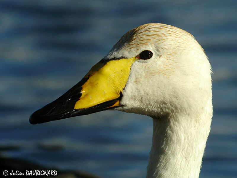 Cygne chanteur