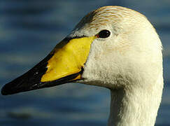 Whooper Swan