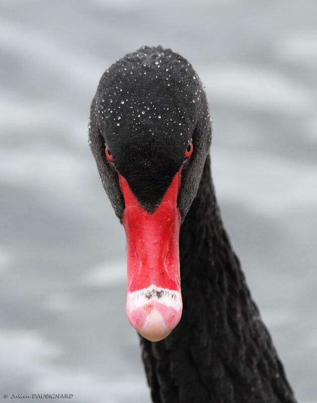 Black Swan, identification