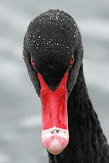 Cygne noir