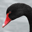 Cygne noir