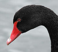 Black Swan