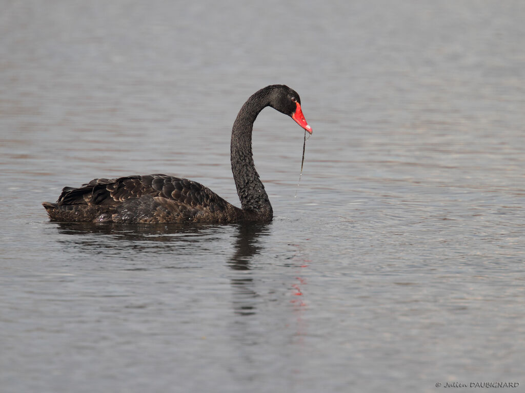 Cygne noir, identification