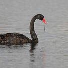 Cygne noir