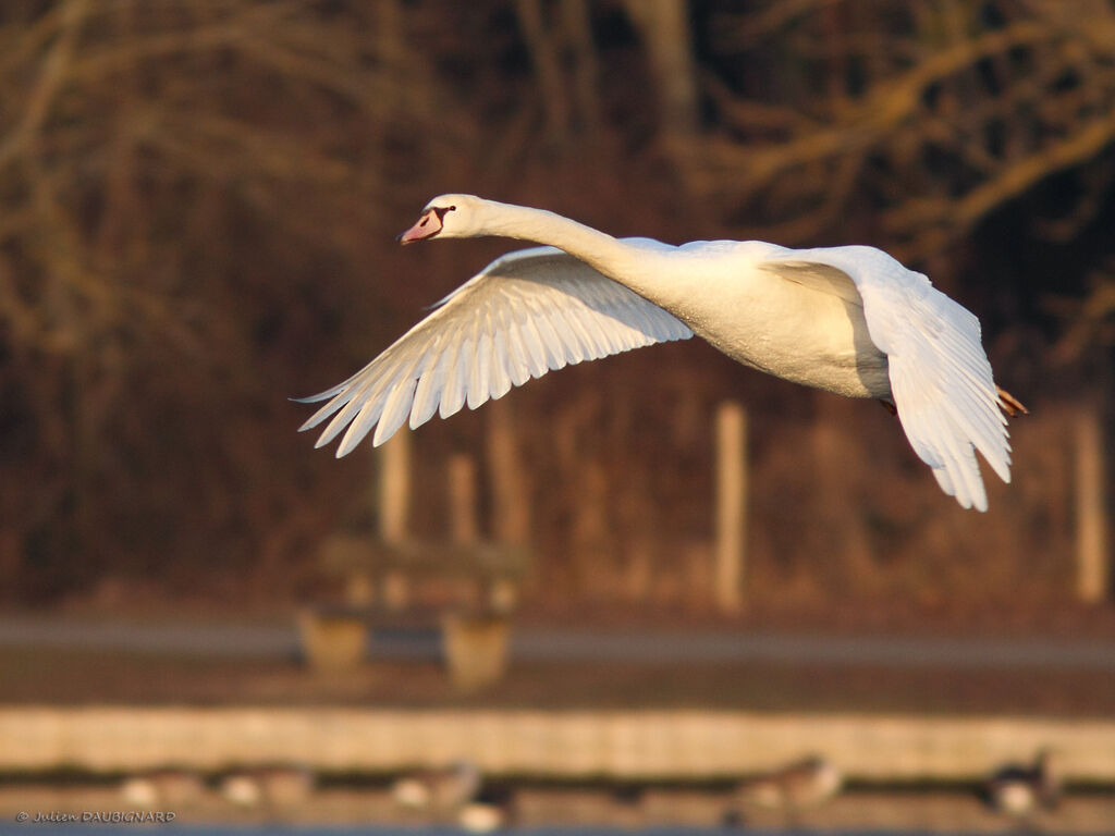 Cygne tuberculé, Vol