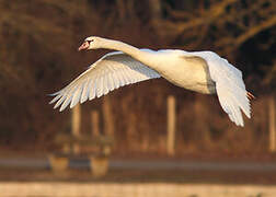 Cygne tuberculé