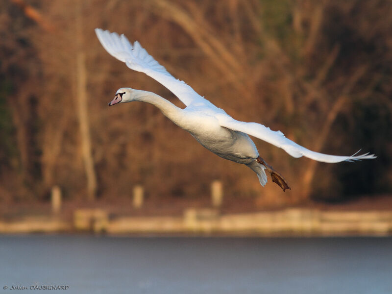 Mute Swan, Flight