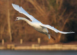 Cygne tuberculé