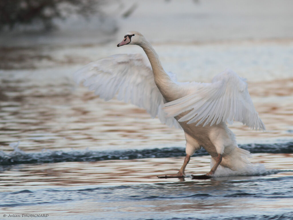 Cygne tuberculé, Vol