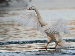 Mute Swan