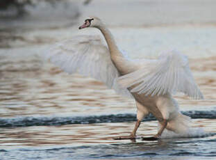 Cygne tuberculé