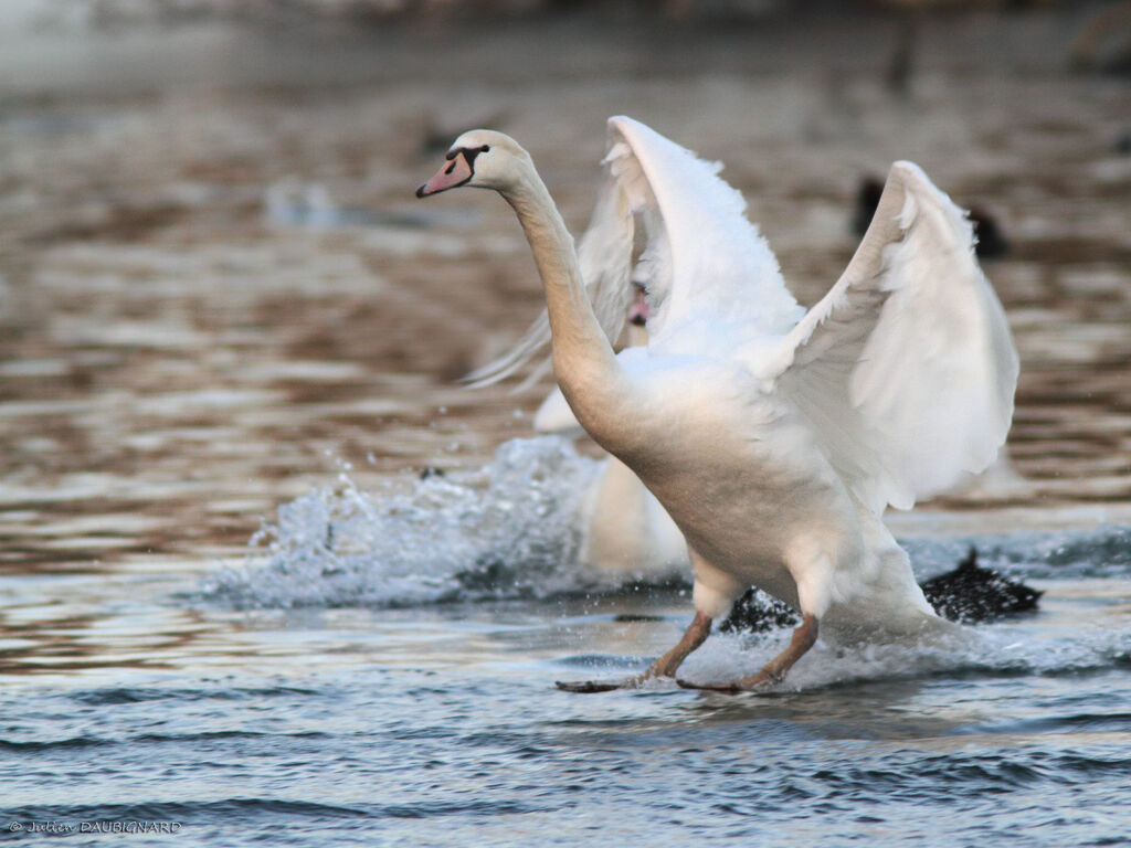 Cygne tuberculé, Vol