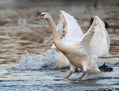 Cygne tuberculé