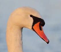 Cygne tuberculé