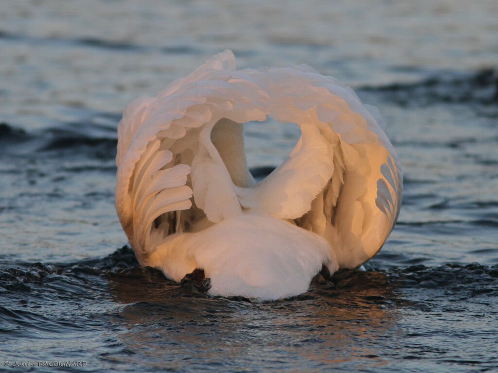 Cygne tuberculé