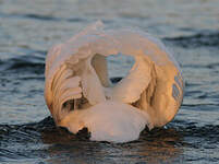 Cygne tuberculé