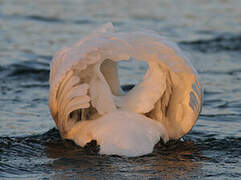 Mute Swan