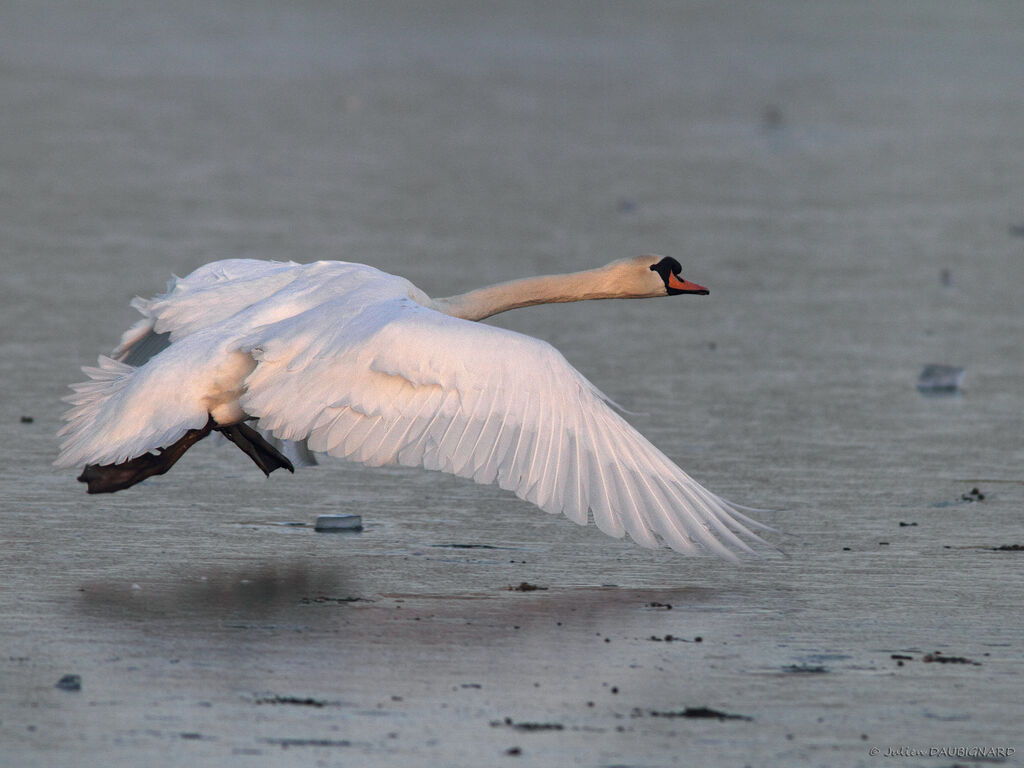 Cygne tuberculé, Vol