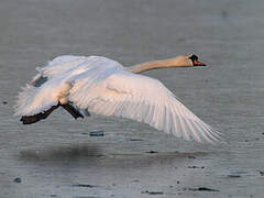 Cygne tuberculé