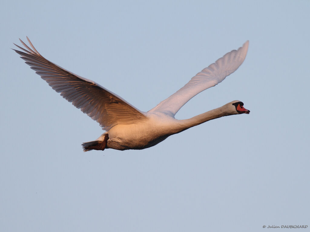 Cygne tuberculé, Vol