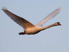 Cygne tuberculé