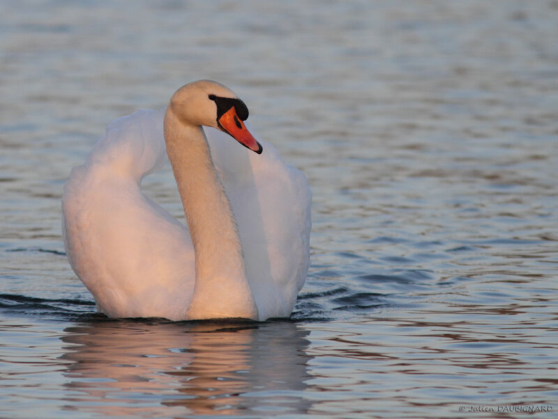 Mute Swan, identification