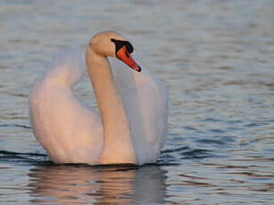 Cygne tuberculé