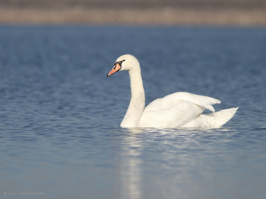 Cygne tuberculé femelle adulte, identification