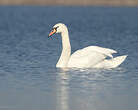 Cygne tuberculé