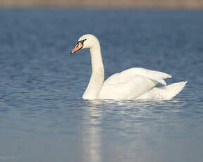 Cygne tuberculé