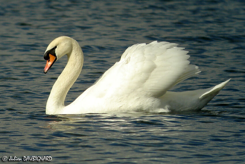 Cygne tuberculé