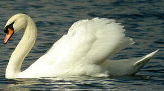 Cygne tuberculé