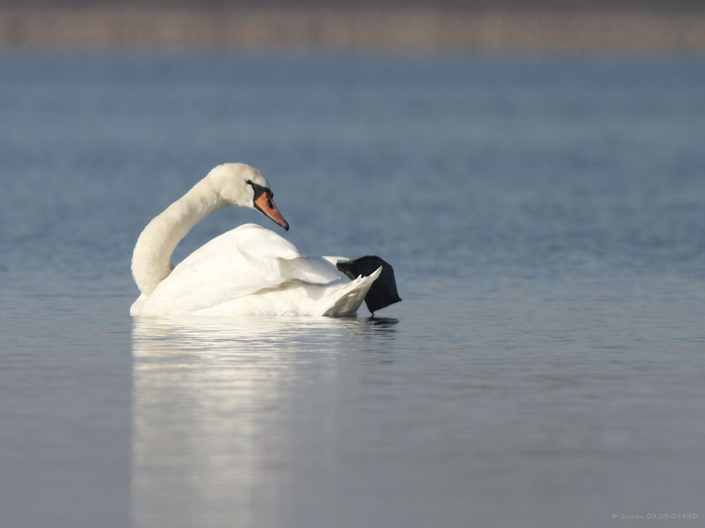 Mute Swan female adult, identification