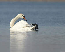 Mute Swan